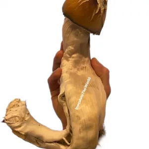 Jedi Mind Fuck (JMF) Isolated Spore Syringe