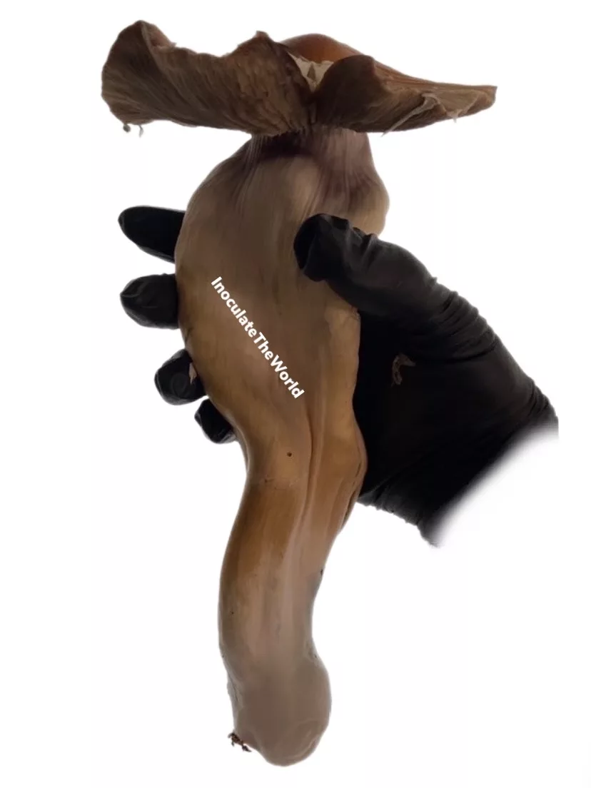 Jedi Mind Fuck (JMF) Isolated Spore Syringe - Image 5