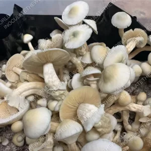Large flush of leucistic golden teacher cubensis mushrooms in a tub