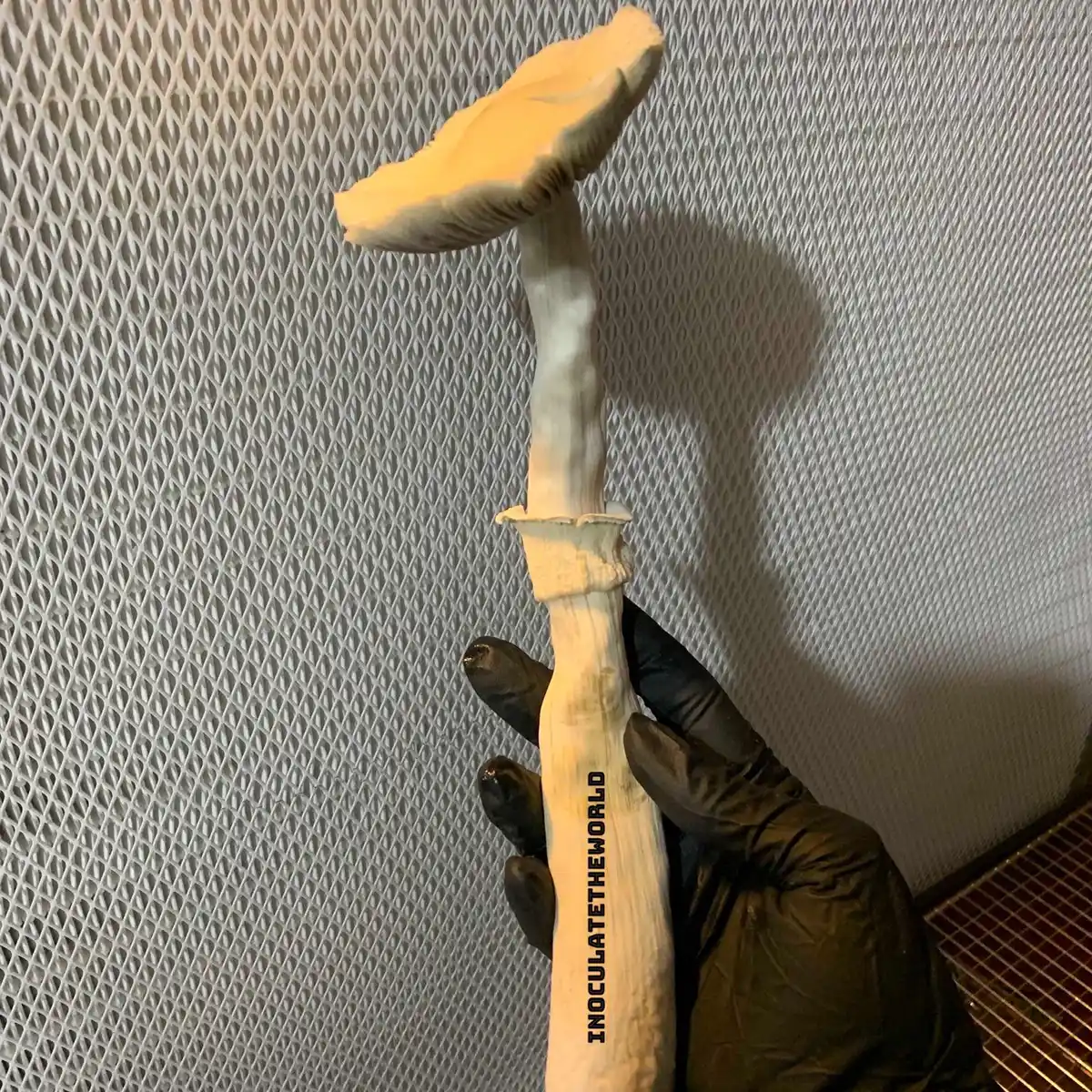 single leucistic golden teacher cubensis mushroom in hand