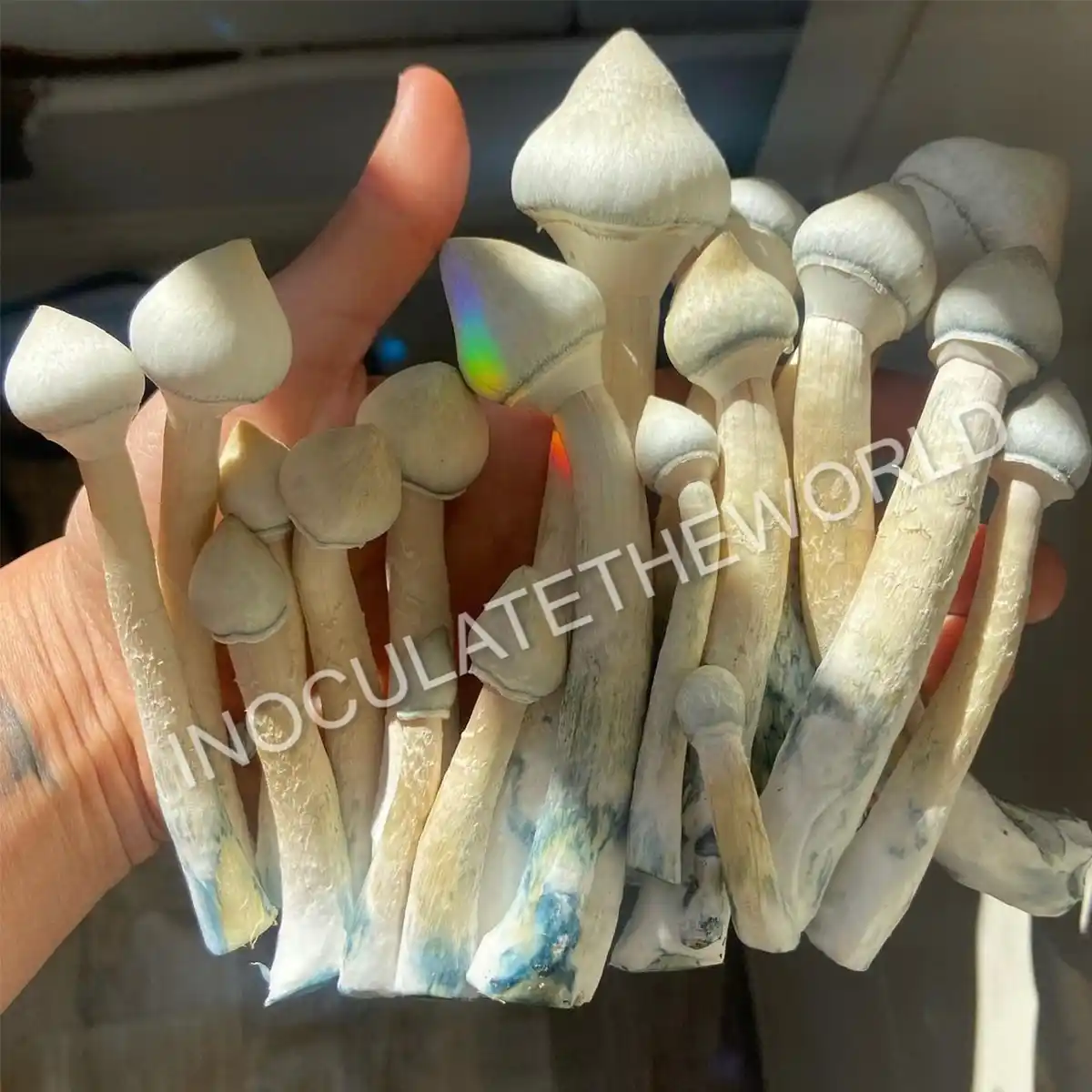 Handful of leucistic golden teacher cubensis mushrooms