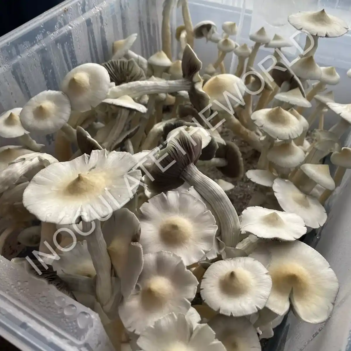 Large flush of leucistic golden teacher cubensis mushrooms in a tub