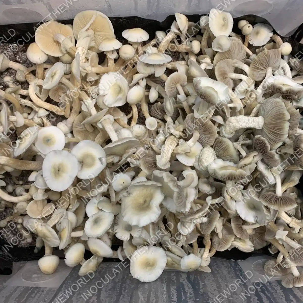 Large flush of leucistic golden teacher cubensis mushrooms in a tub