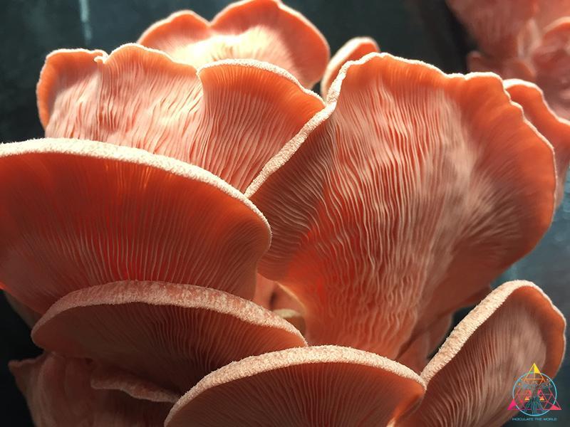 pink oyster mushroom cluster