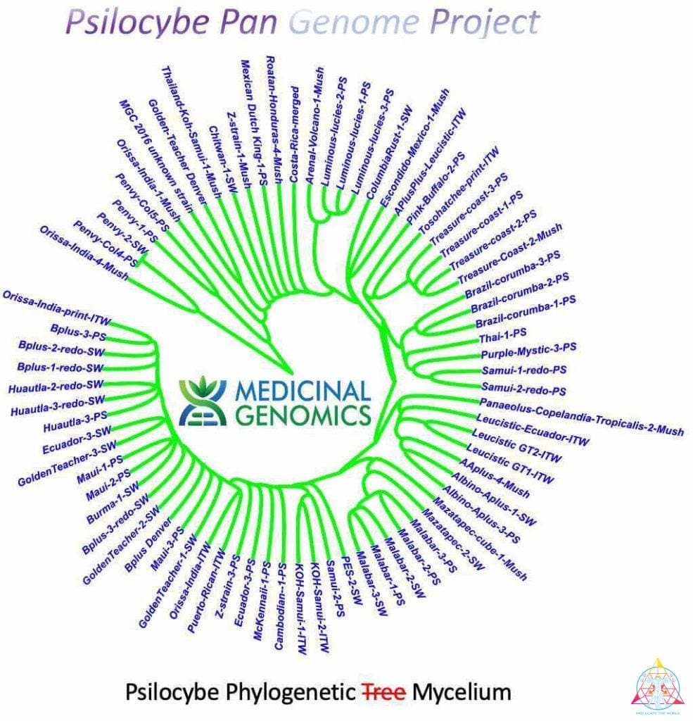 The Evolution of Psilocybin