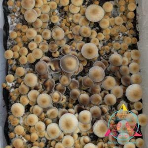 Stargazer Isolated Spore Syringe