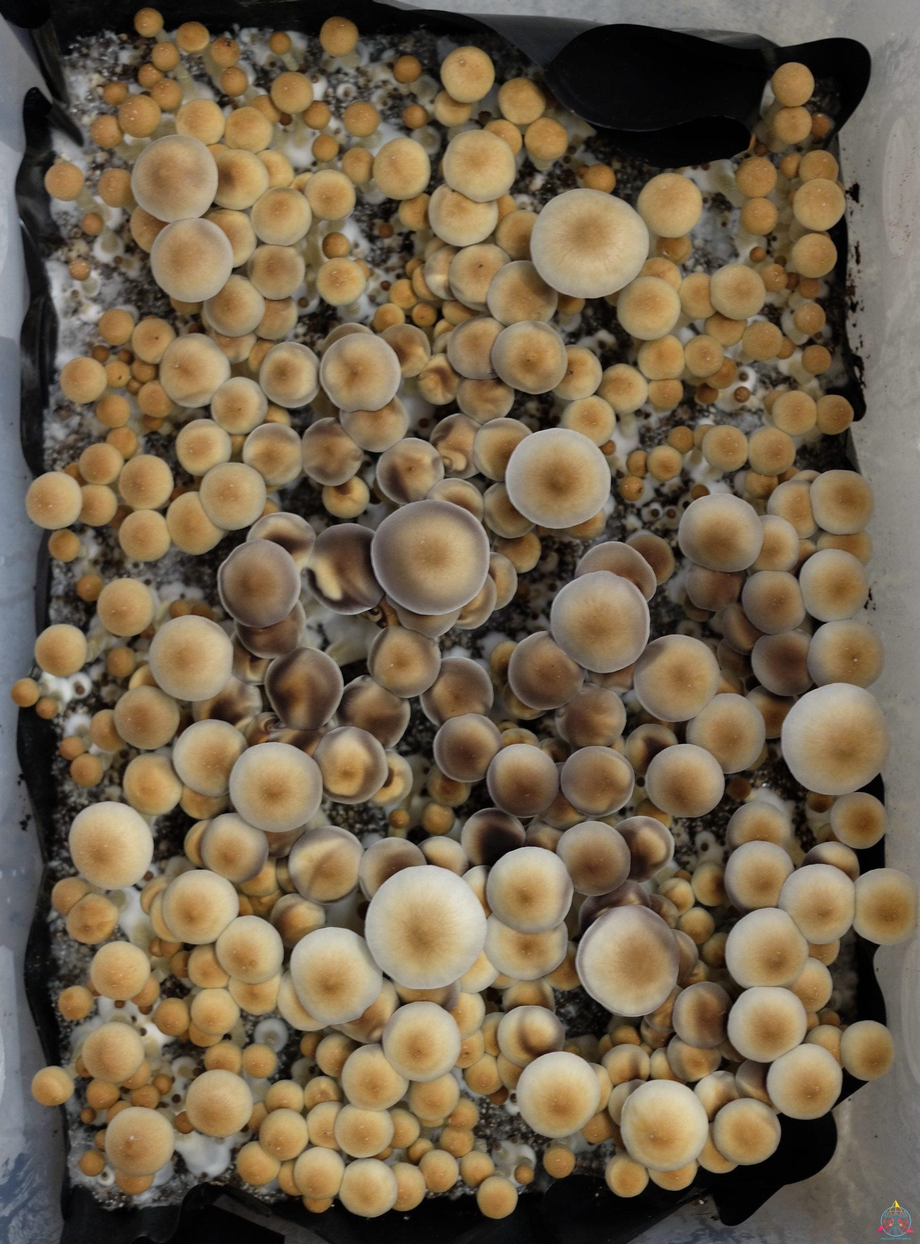Stargazer Isolated Spore Syringe