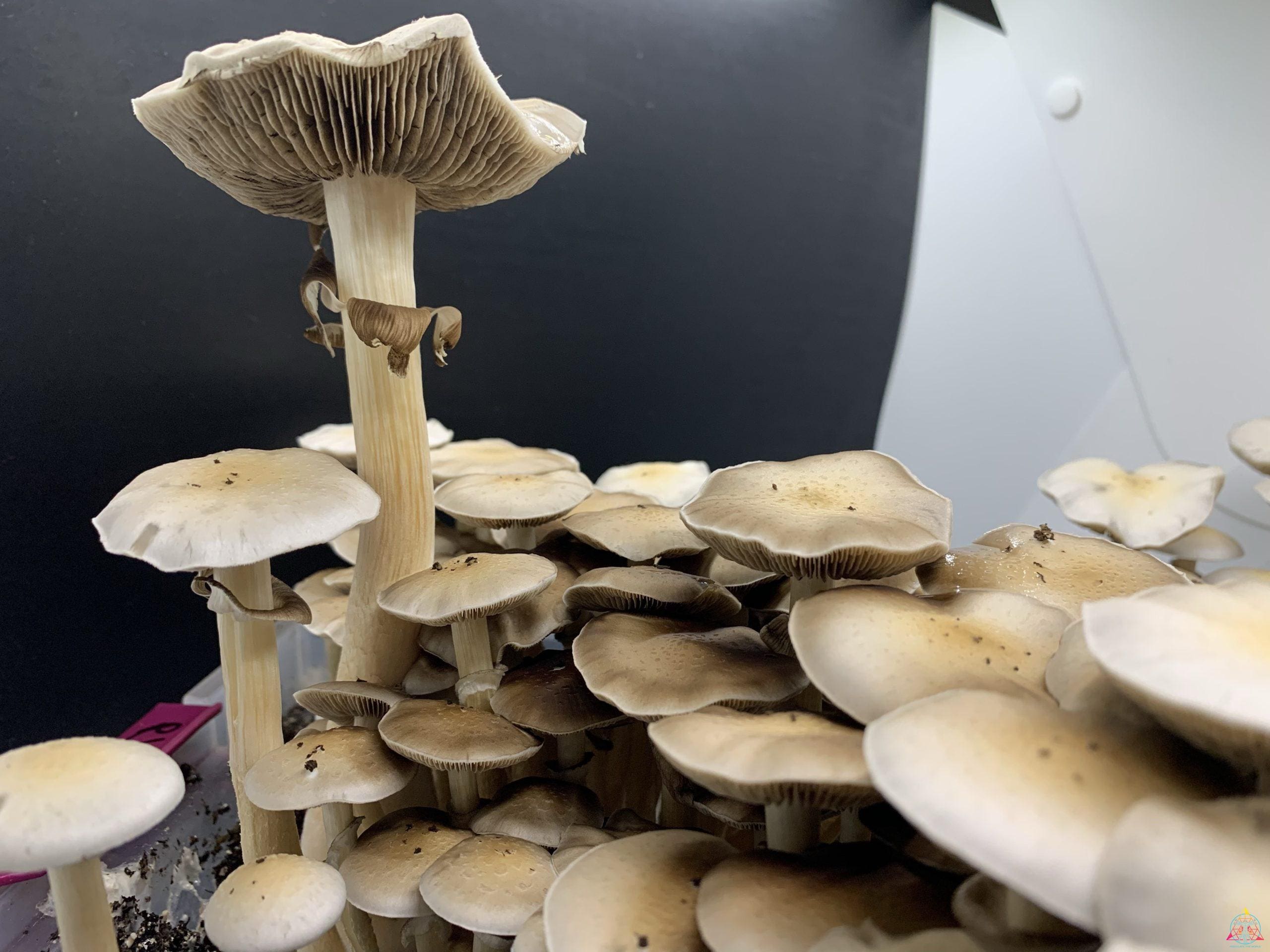 redboy cubensis mushrooms