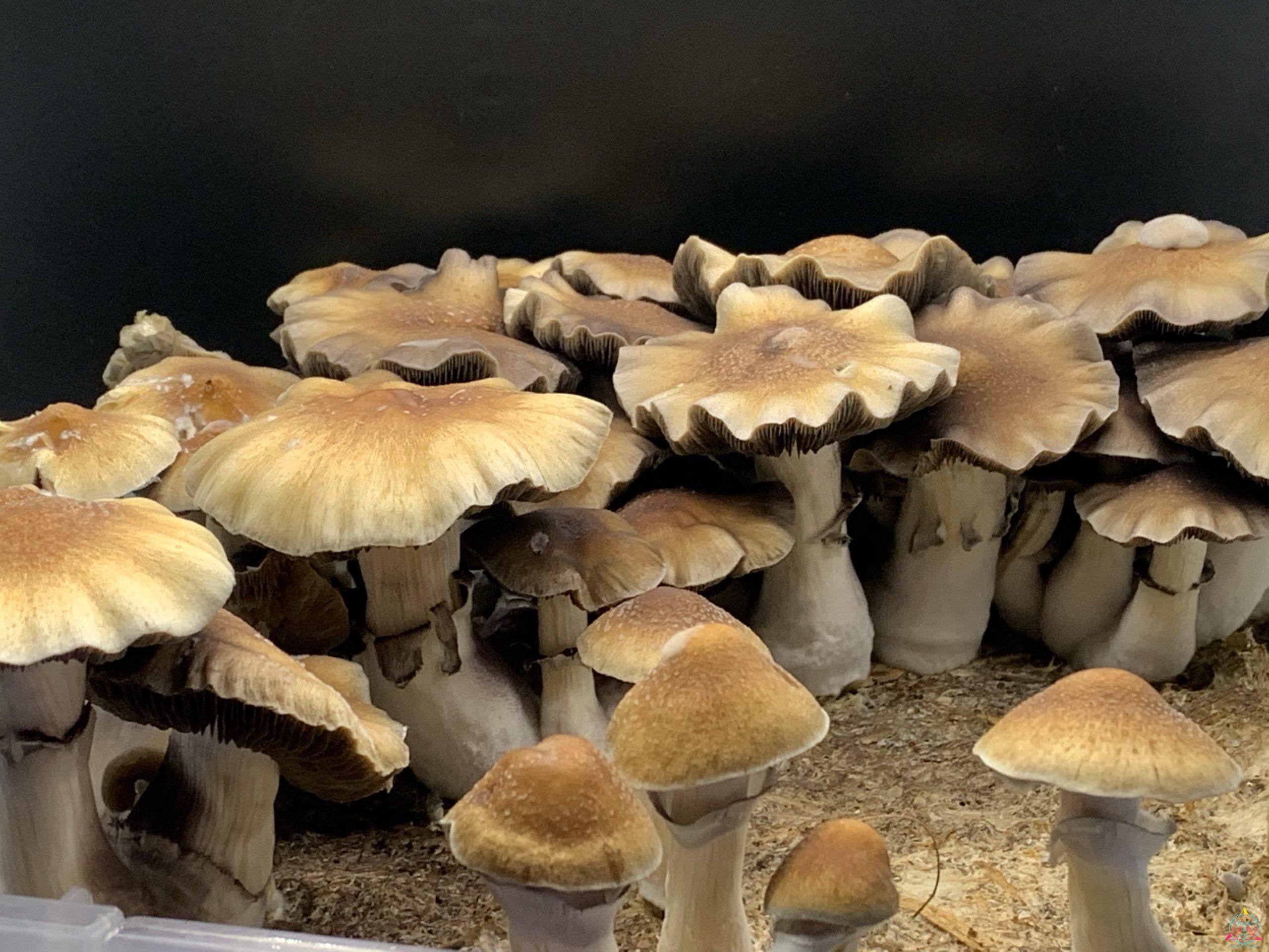 redboy mushrooms