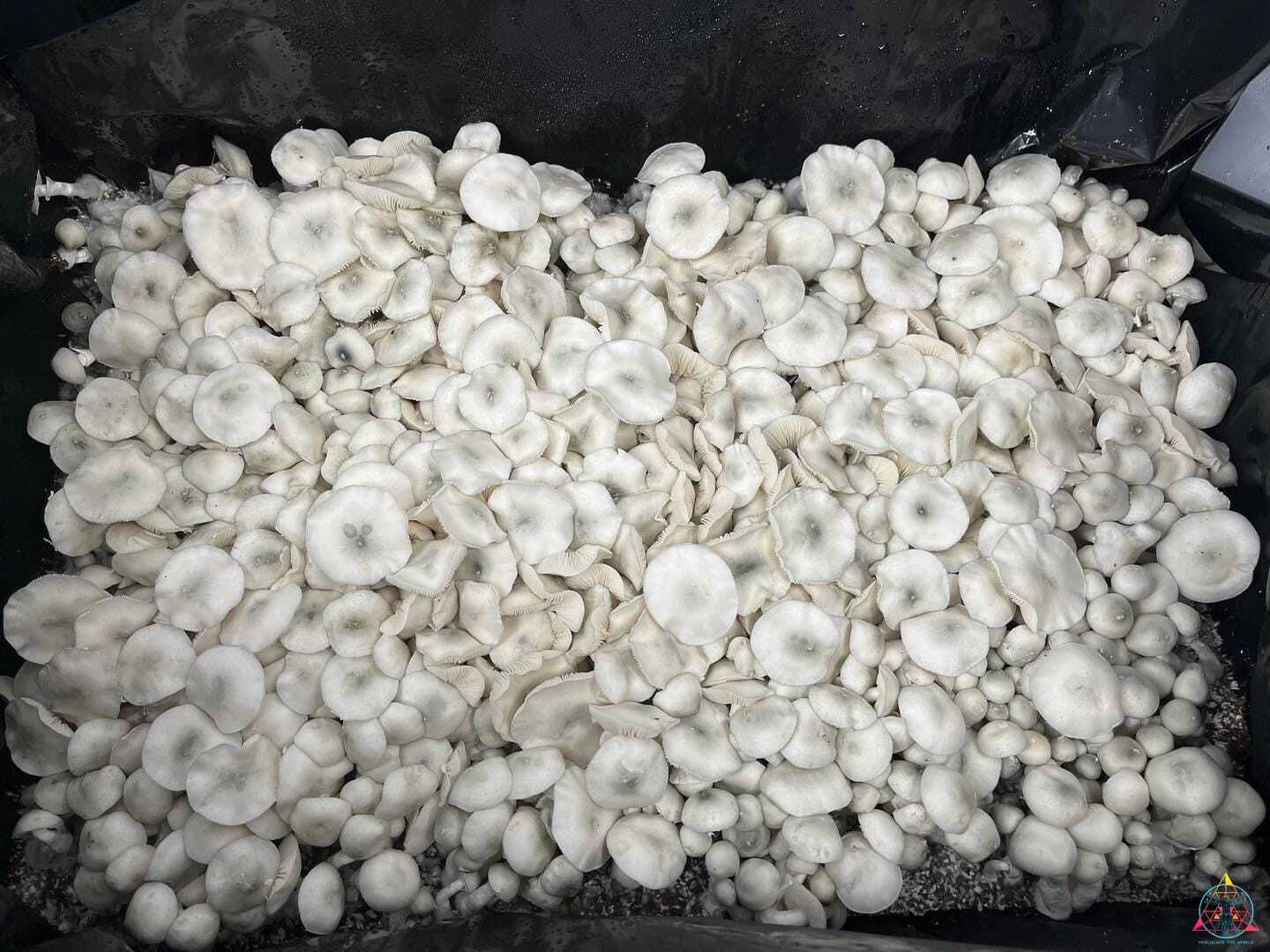 True Albino TEX PE6