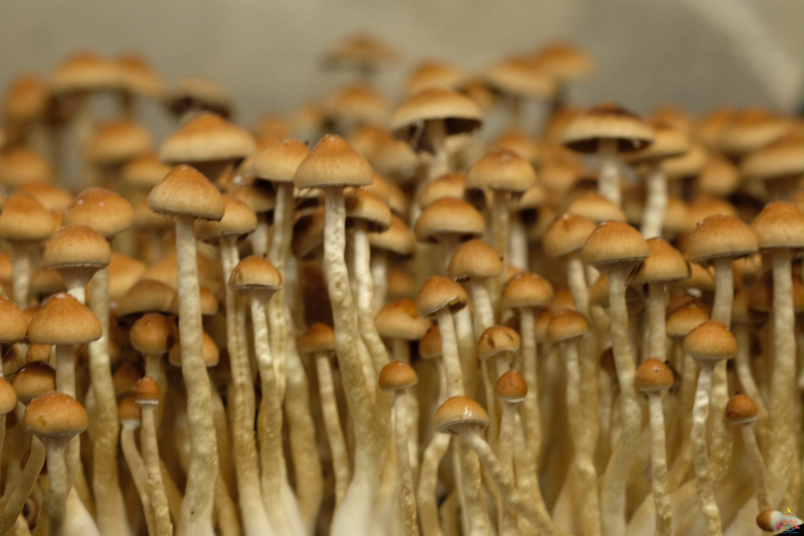 Cubensis mushrooms