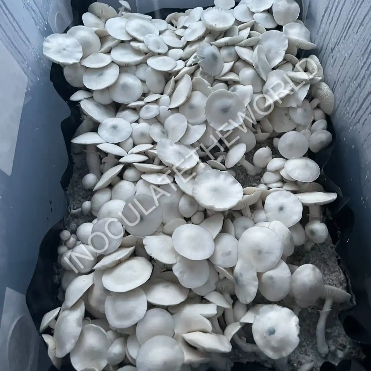 Large flush of albino tex pe6 cubensis mushrooms in a tub