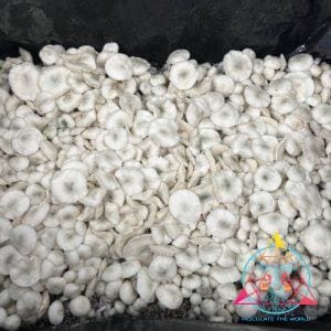 True Albino TEX PE6