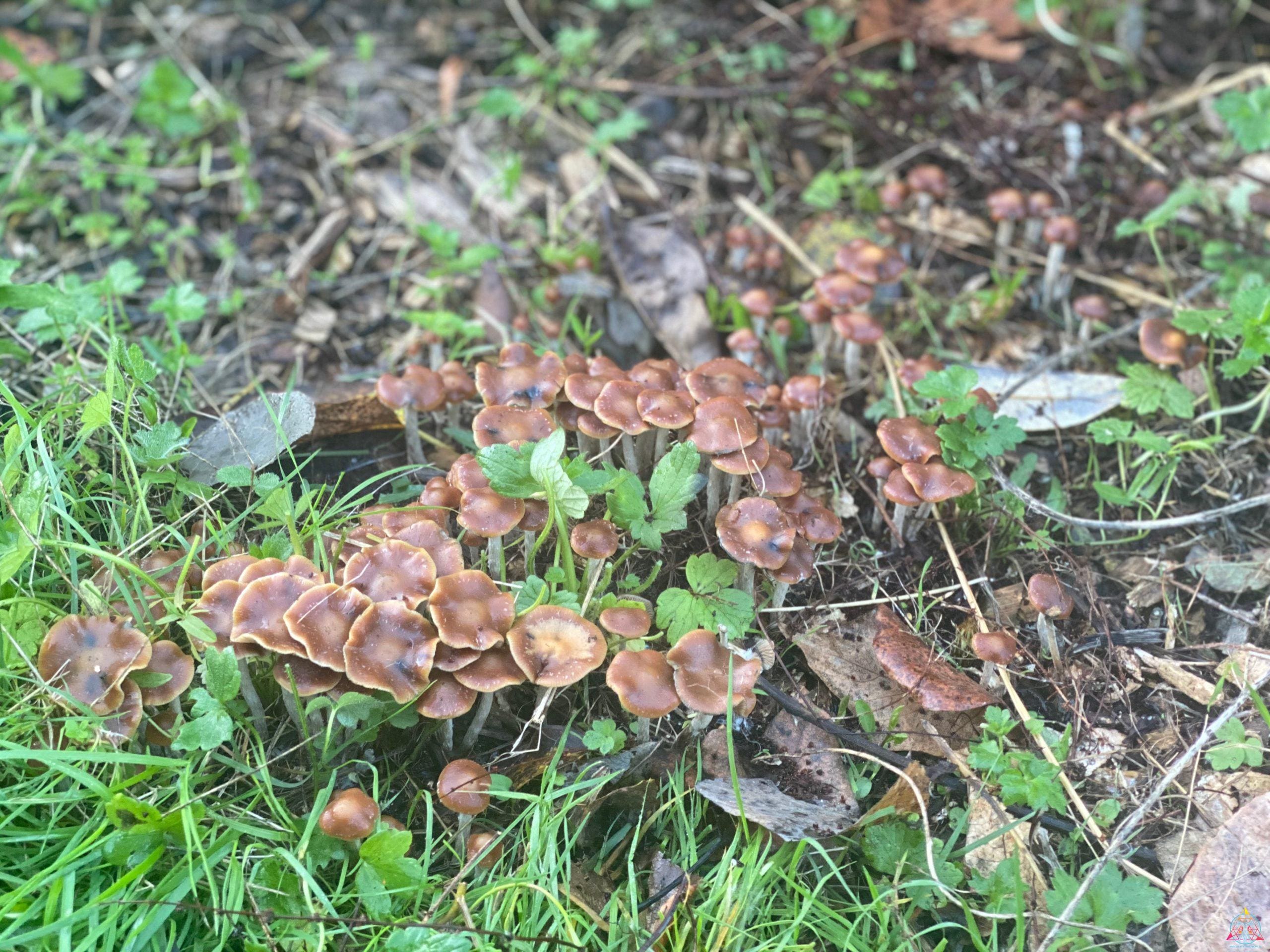 Psilocybe Cyanescens "Wavy Caps" Isolated Spore Syringe - Image 3