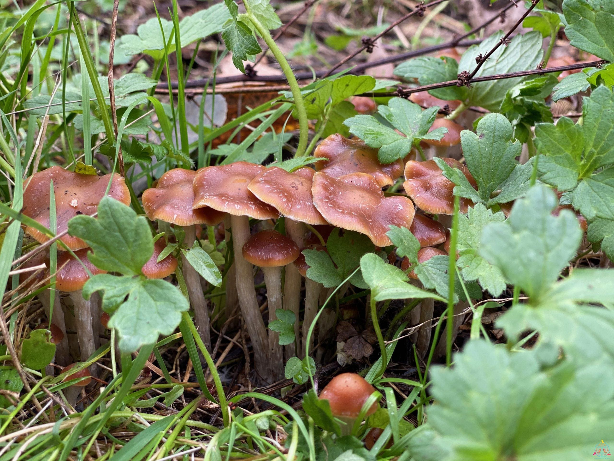 Psilocybe Cyanescens "Wavy Caps" Isolated Spore Syringe - Image 4