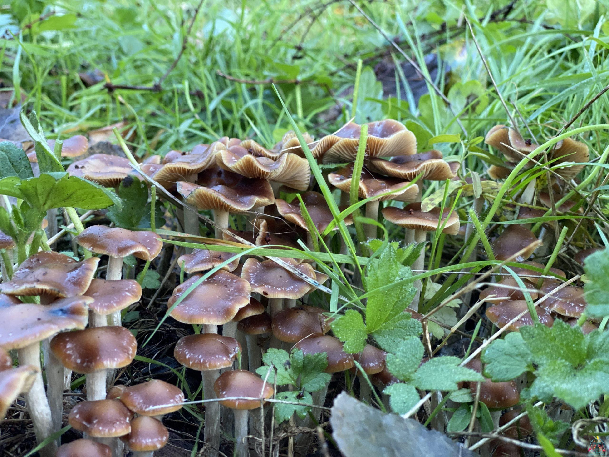 Psilocybe Cyanescens "Wavy Caps" Isolated Spore Syringe - Image 2