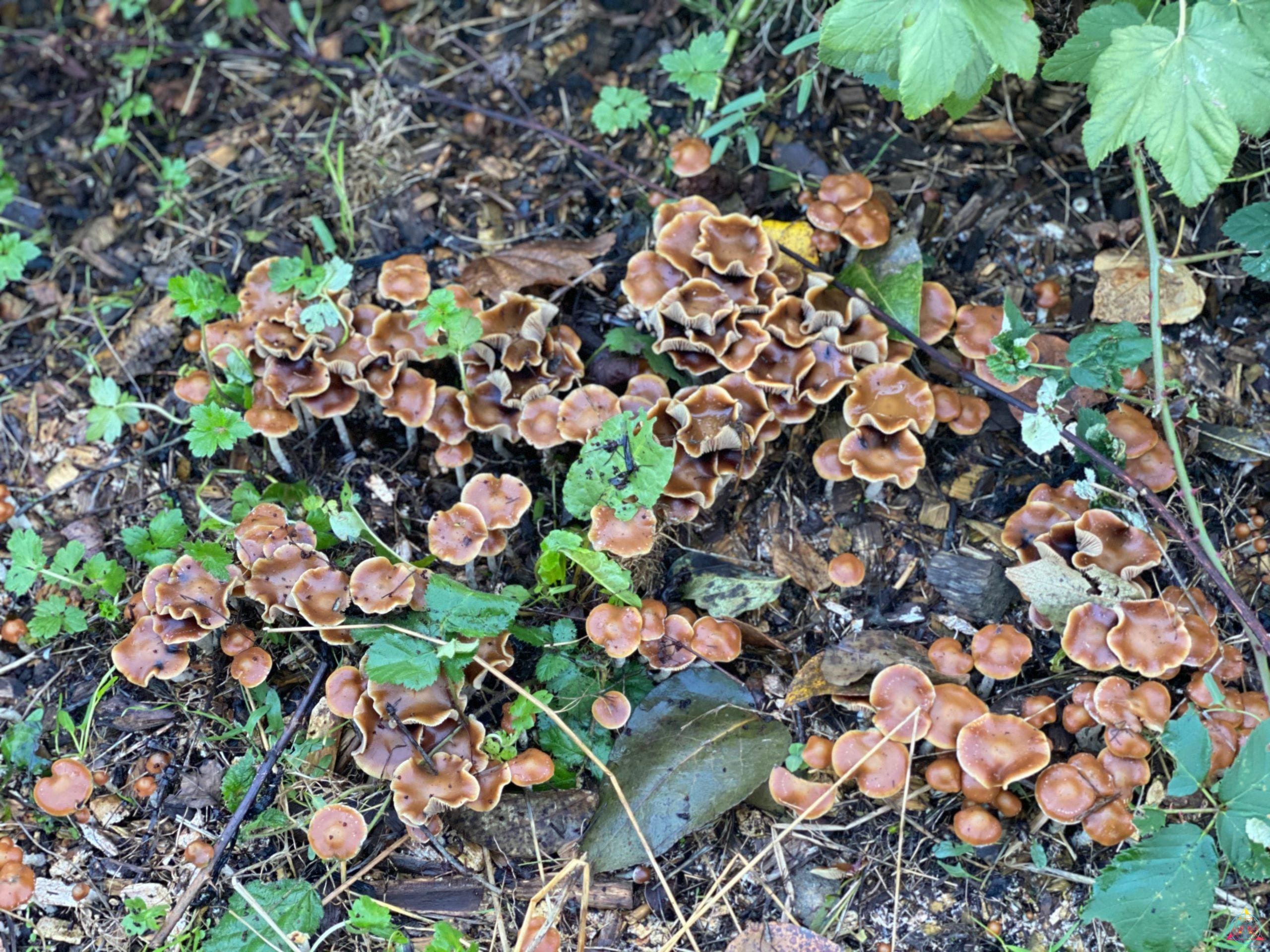 Psilocybe Cyanescens "Wavy Caps" Isolated Spore Syringe - Image 7