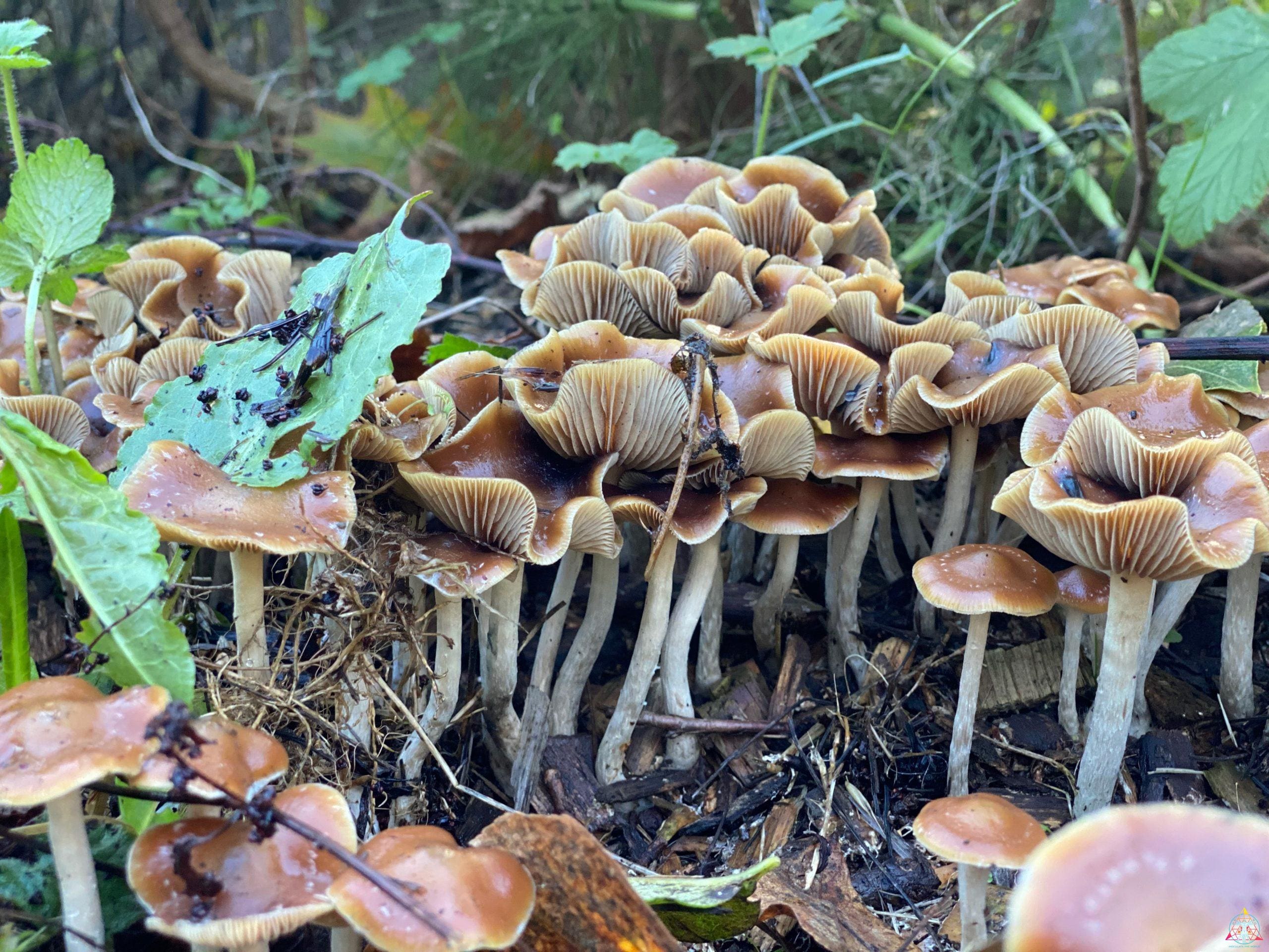 Psilocybe Cyanescens "Wavy Caps" Isolated Spore Syringe