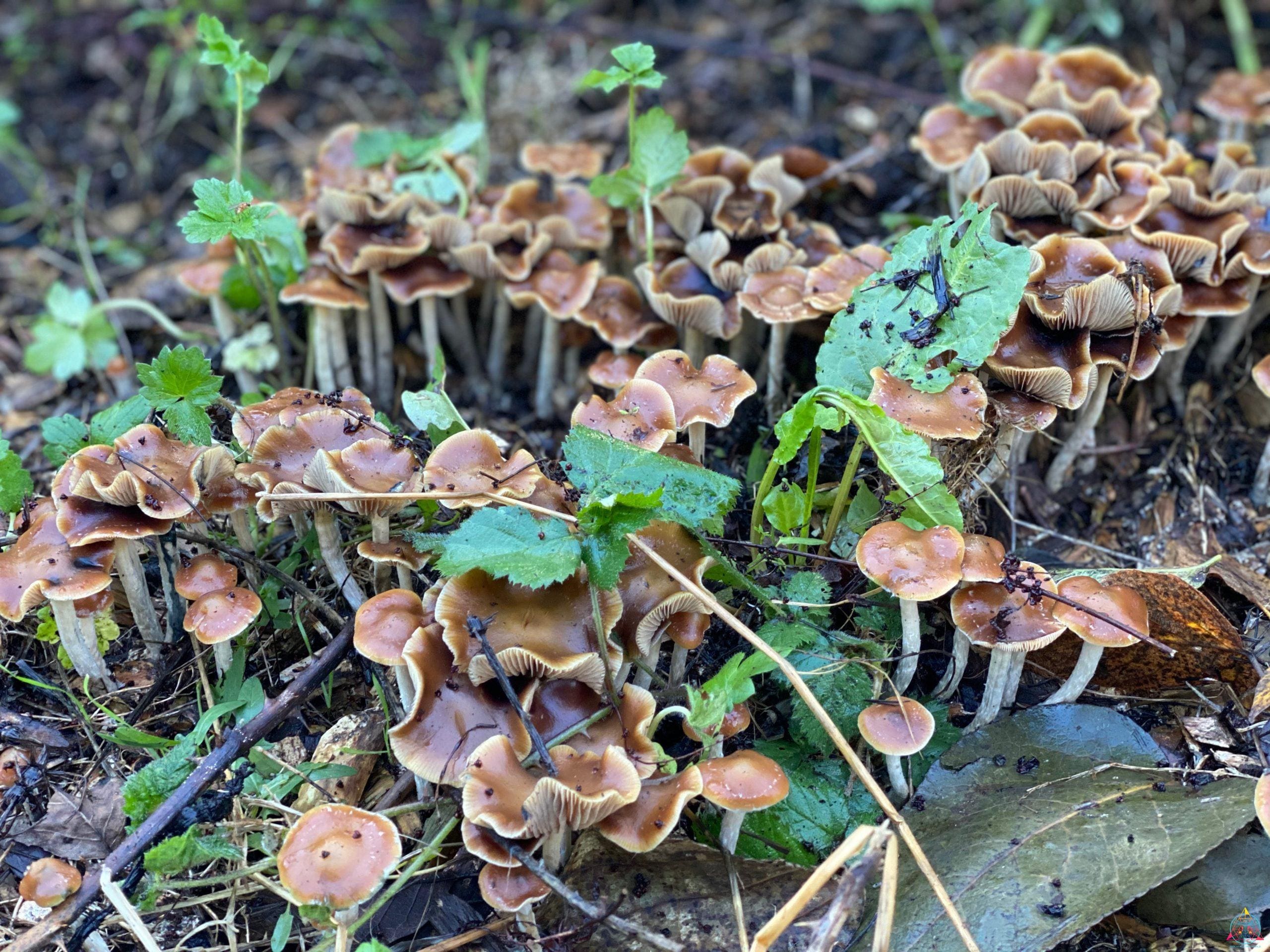 Psilocybe Cyanescens "Wavy Caps" Isolated Spore Syringe - Image 6