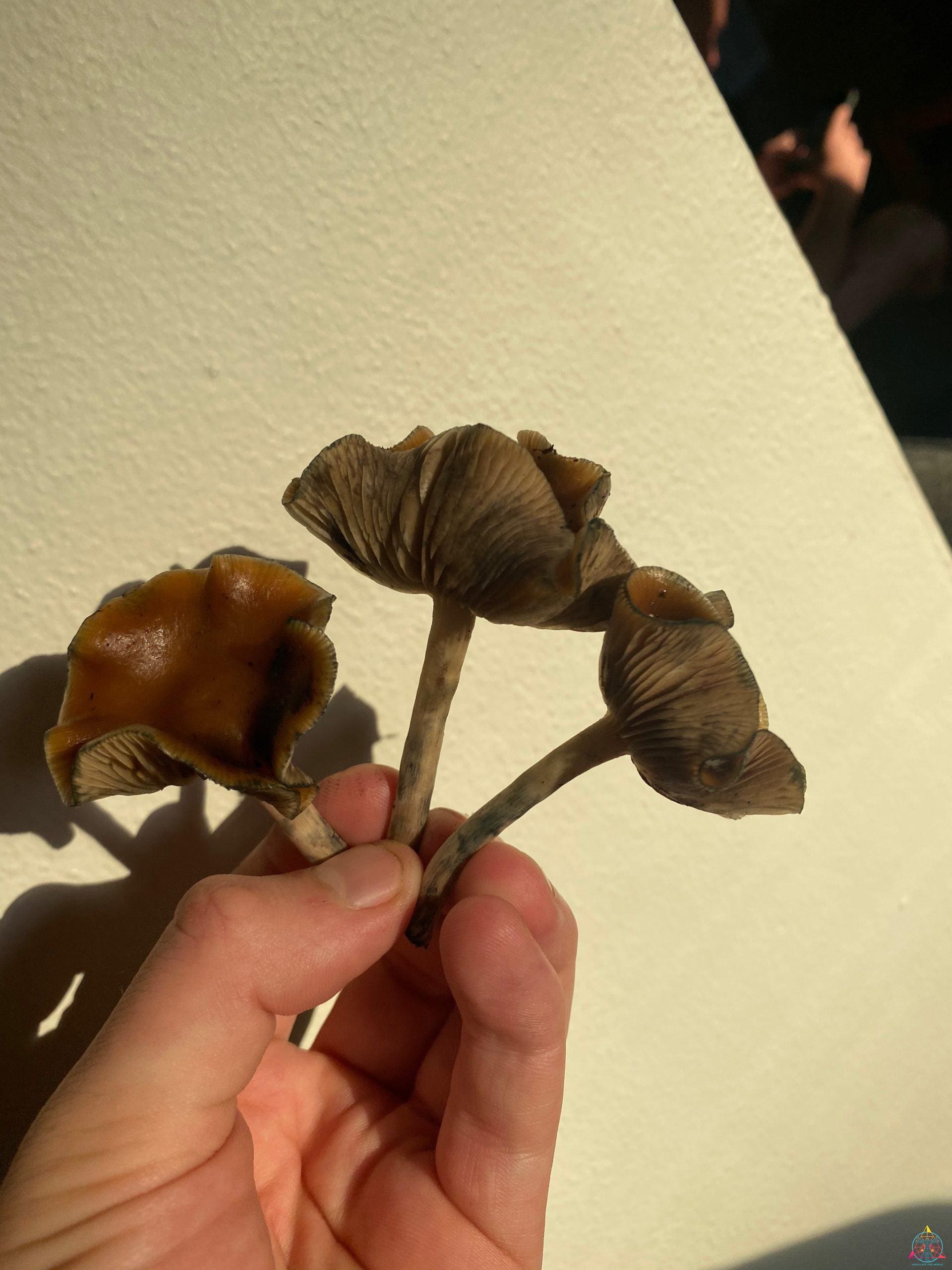 Psilocybe Cyanescens "Wavy Caps" Isolated Spore Syringe - Image 5