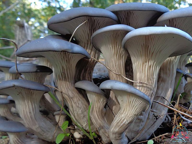 Blue Oyster mushroom cluster growing in the wild