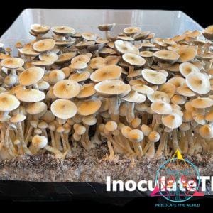 A large flush of white rabbit isolated spore syringe mushrooms