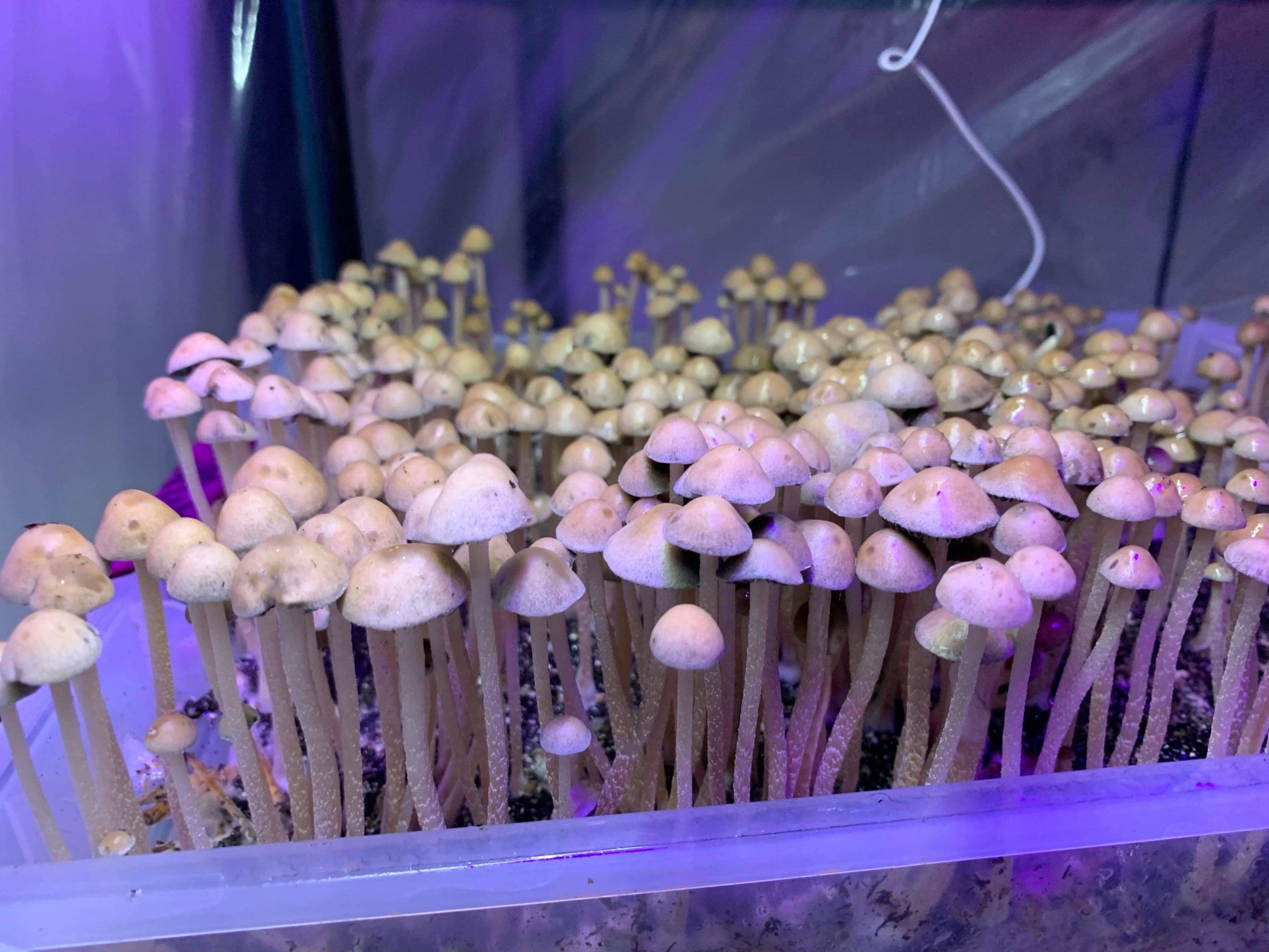 Pan Cyan mushrooms growing