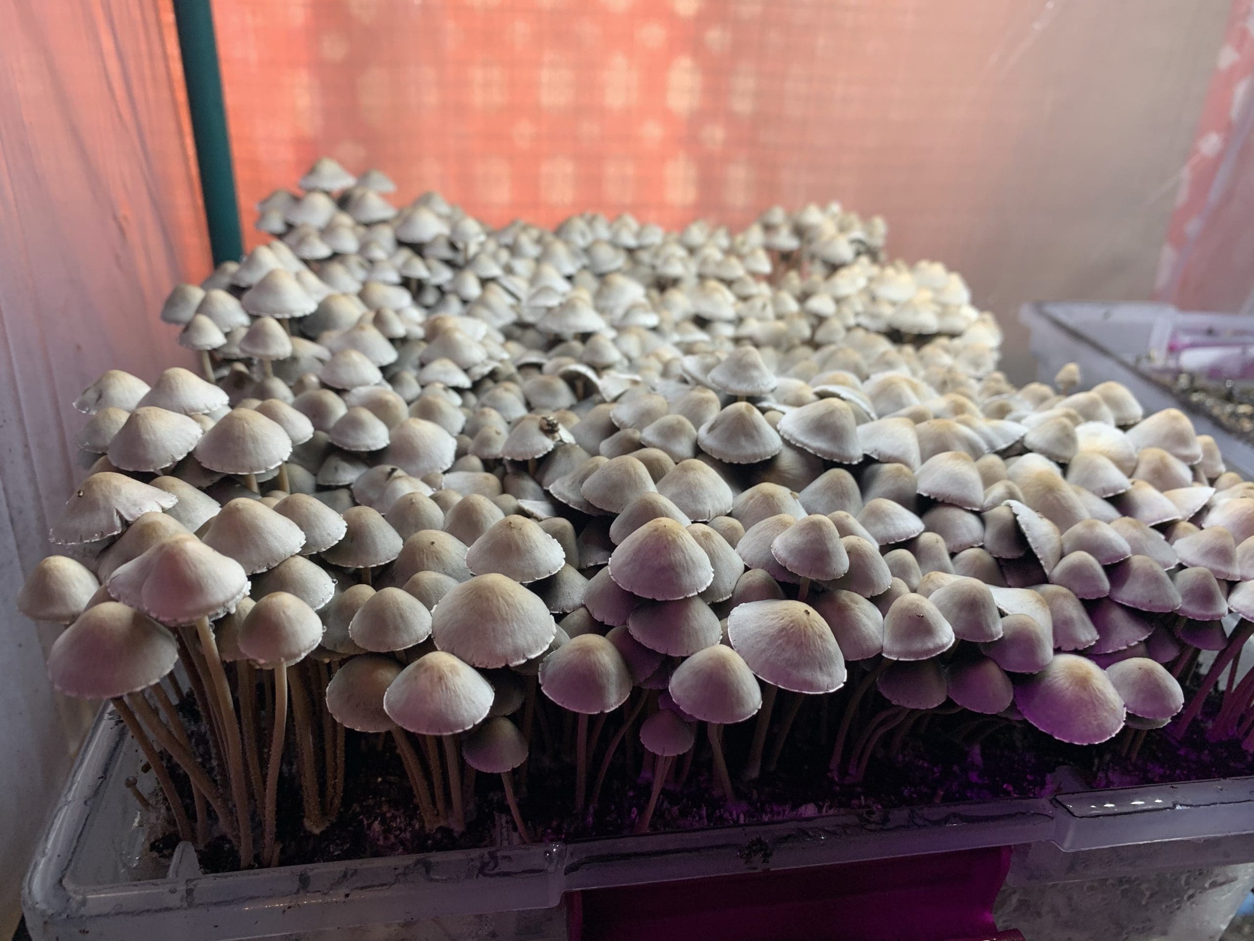 Pan Cyans mushrooms