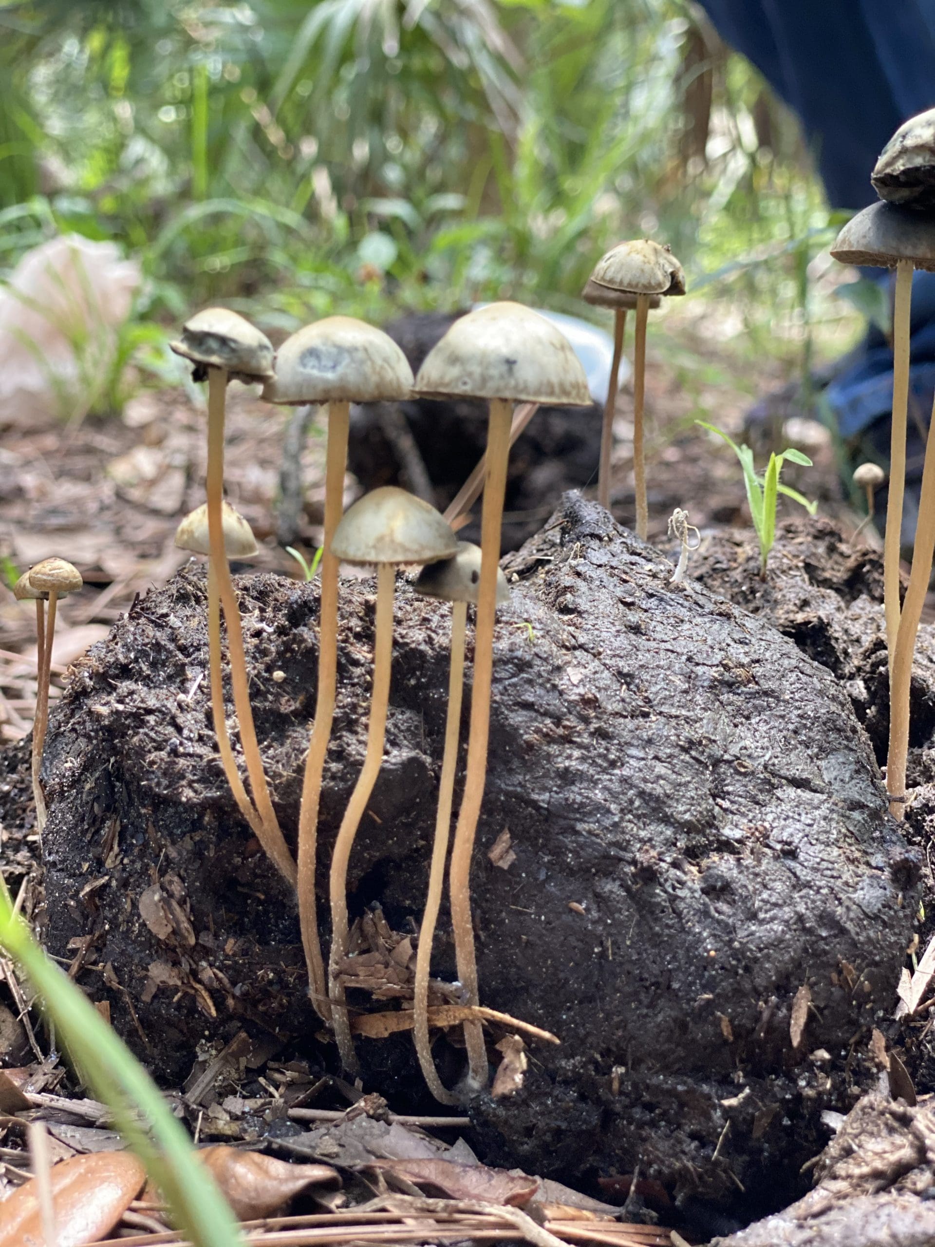 Panaeolus cyanescens mushrooms