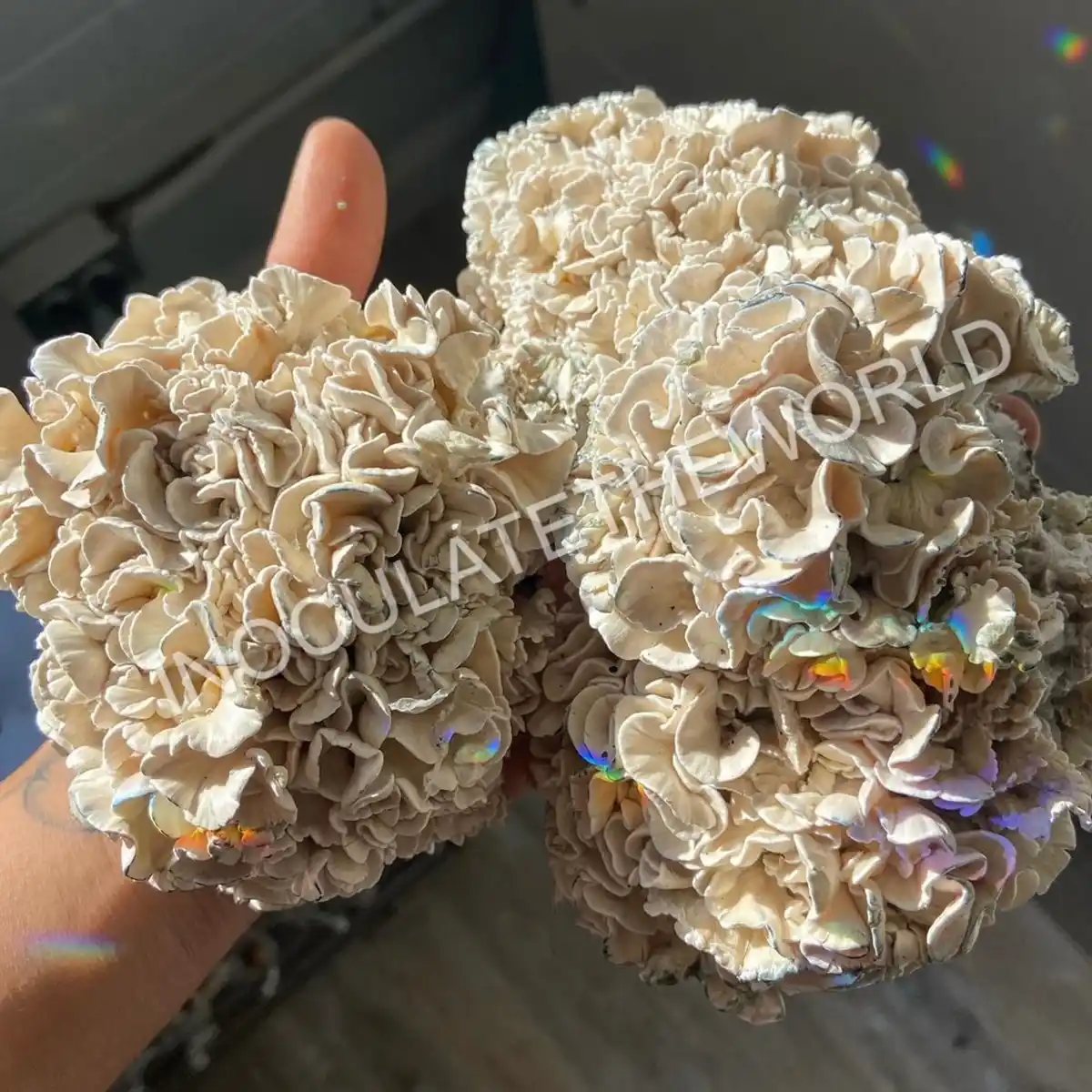 Handful of enigma cubensis mushrooms