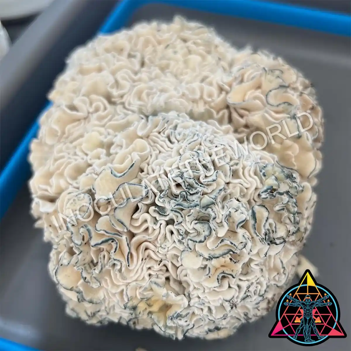 Single fruit of enigma cubensis mushrooms on a tray
