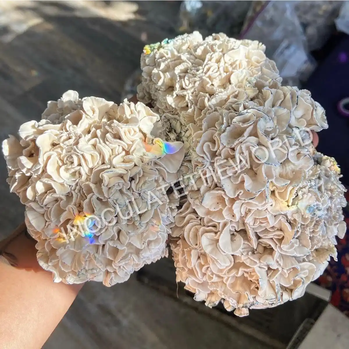 Three fruits of enigma cubensis mushrooms on a hand
