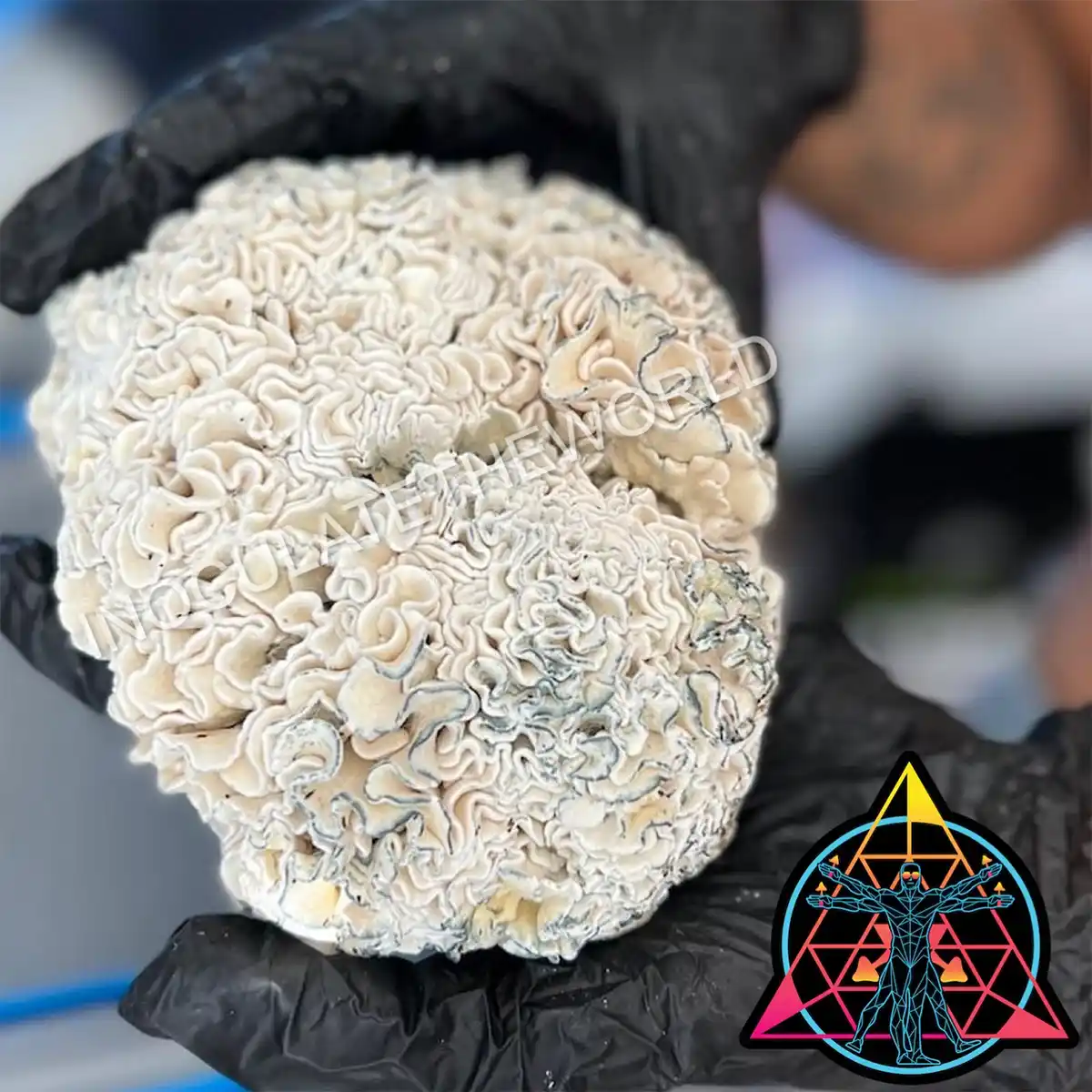 Single fruit of enigma cubensis mushrooms on hand