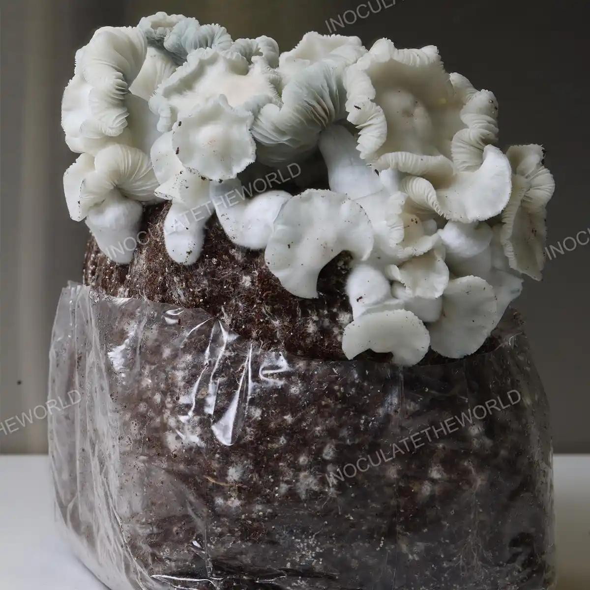Large flush of Jack Frost cubensis mushrooms in a grow bag