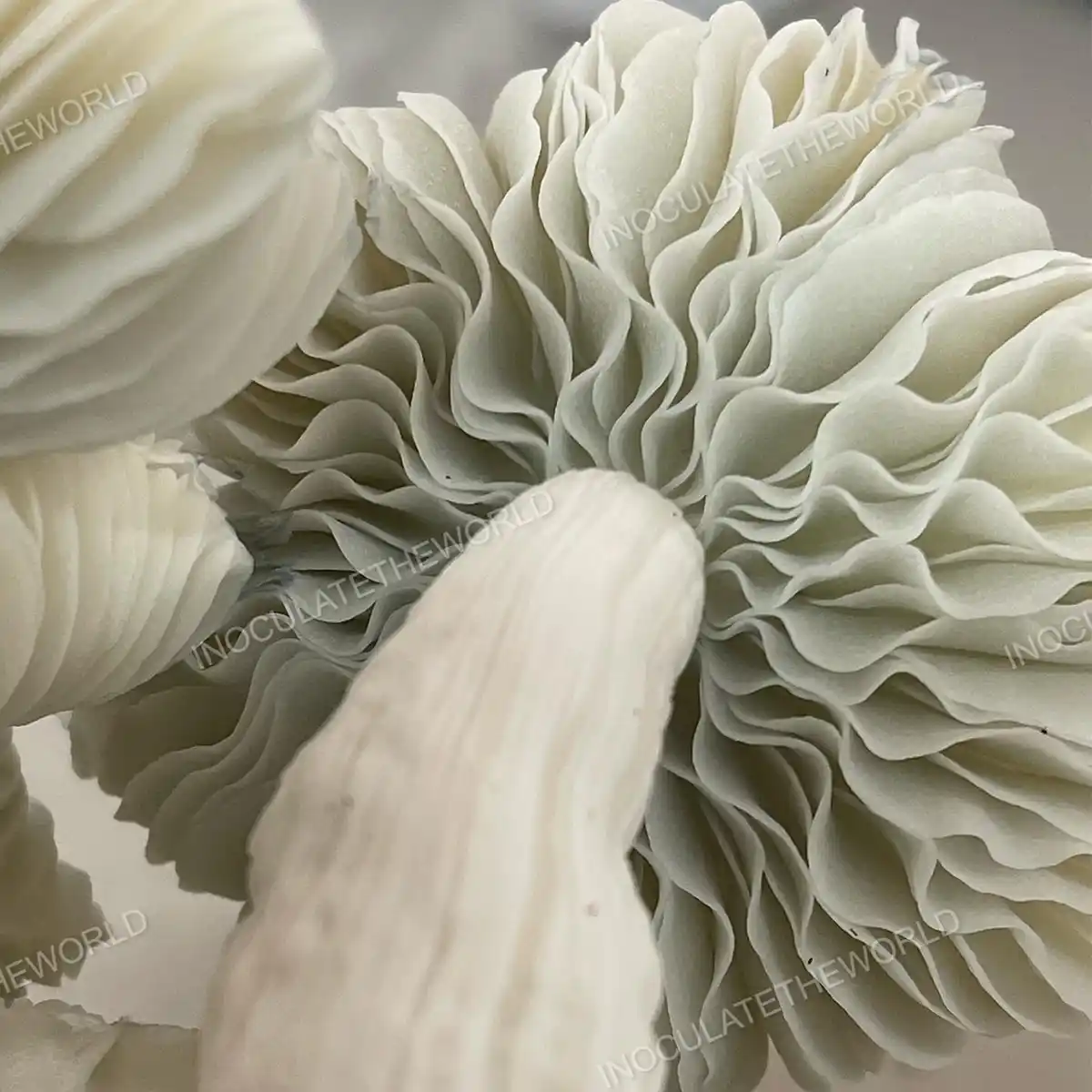 Closeup view of Jack Frost cubensis mushroom gills