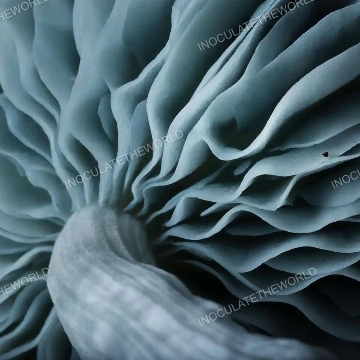 Closeup view of Jack Frost cubensis mushroom gills