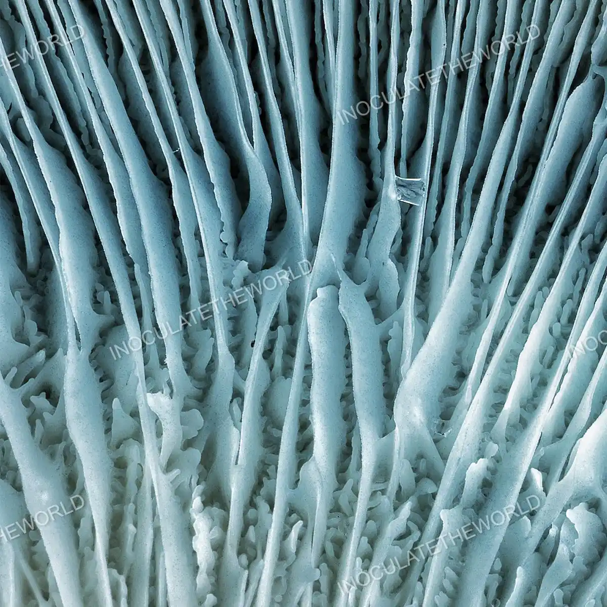 Closeup view of Jack Frost cubensis mushroom gills