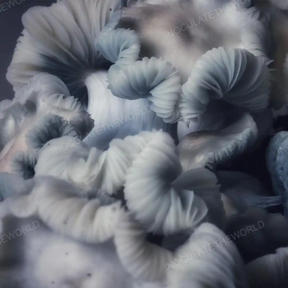 Closeup view of Jack Frost cubensis mushrooms in a grow bag