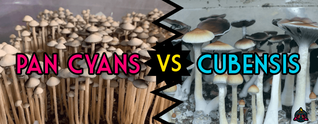 Pan Cyans vs Cubensis