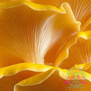 golden oyster mushroom gills