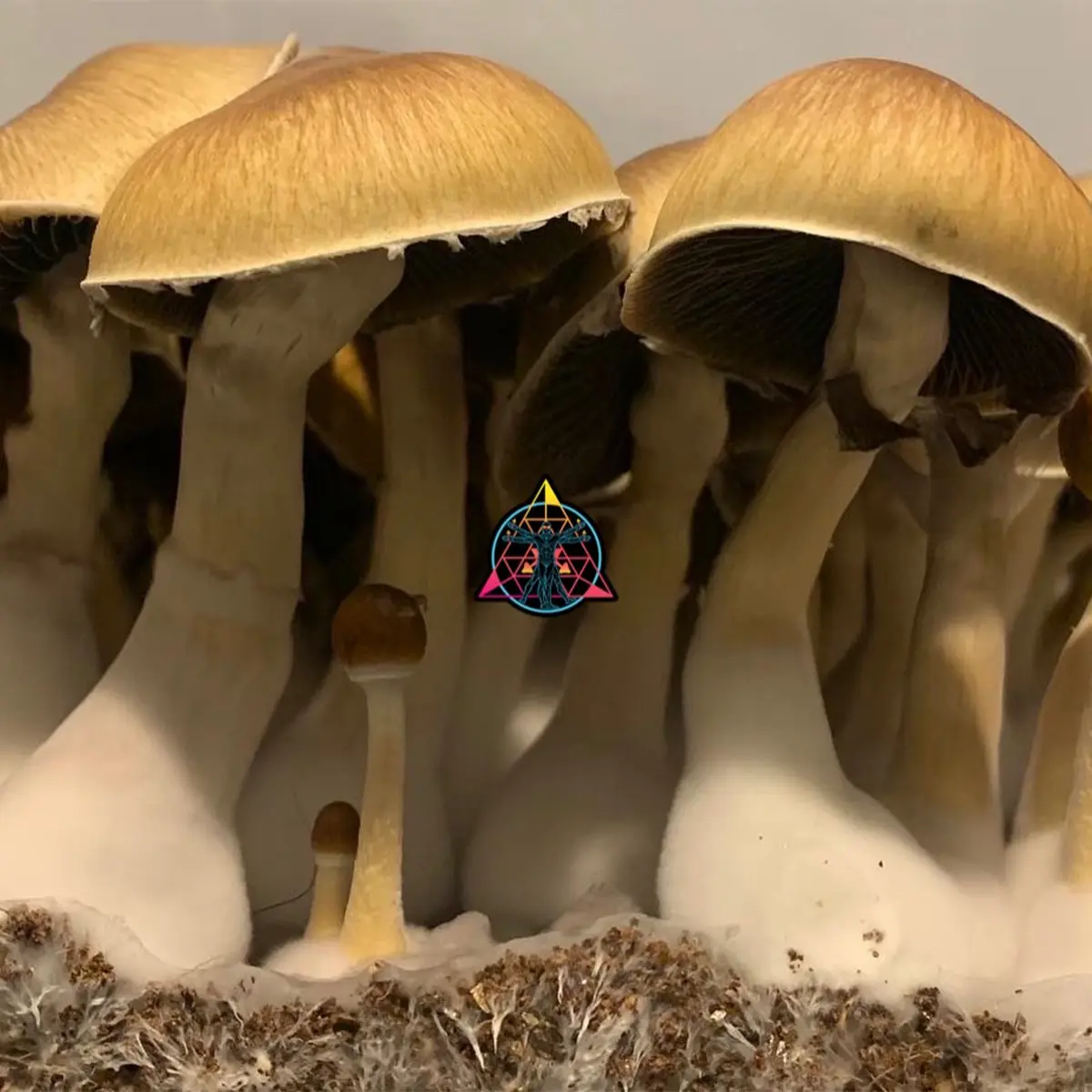 Large flush of purple mystic cubensis mushrooms in a tub