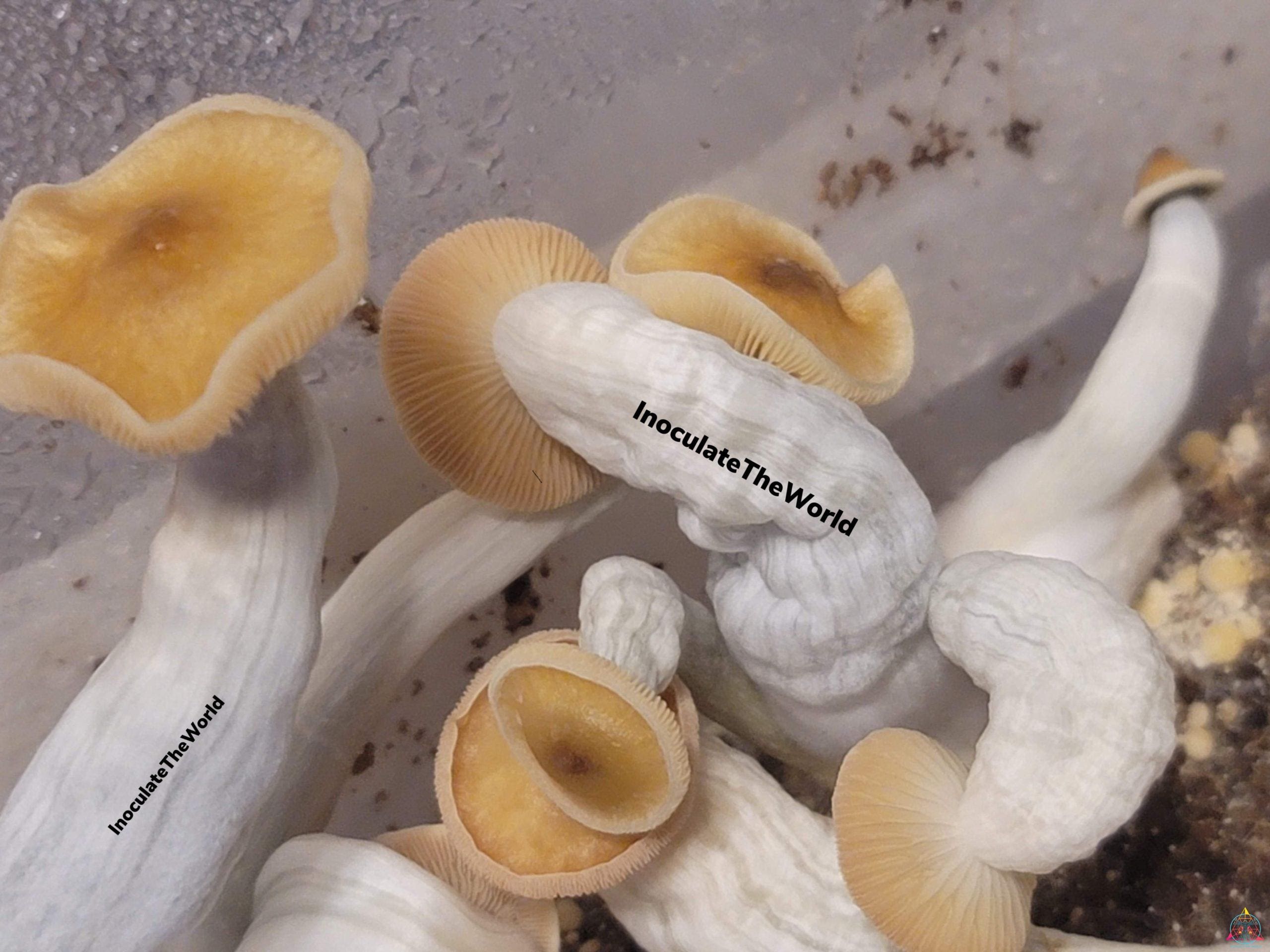 Mexican Red-Spore Cubensis Spore Swab