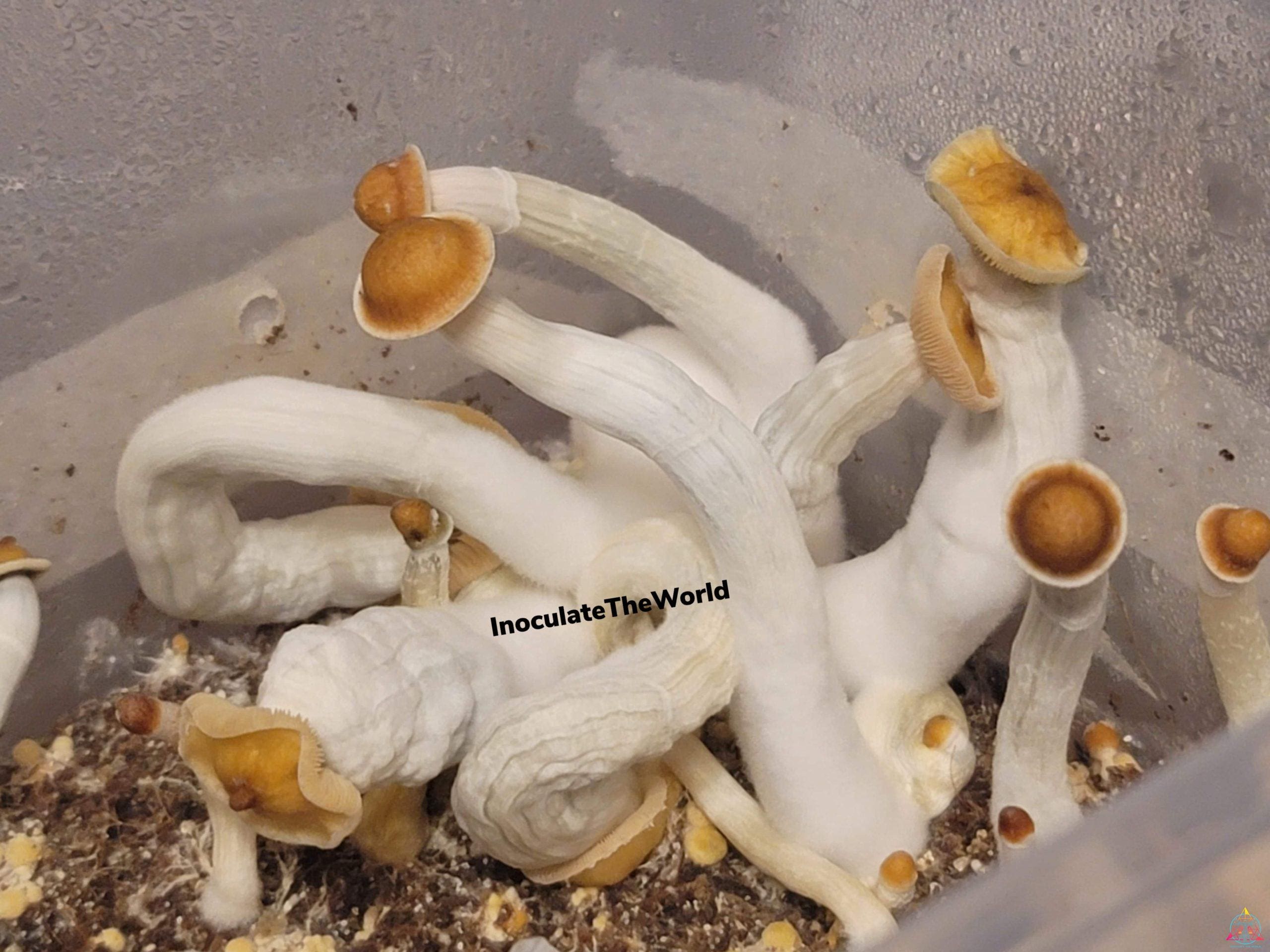 Mexican Red-Spore Cubensis Spore Swab - Image 4