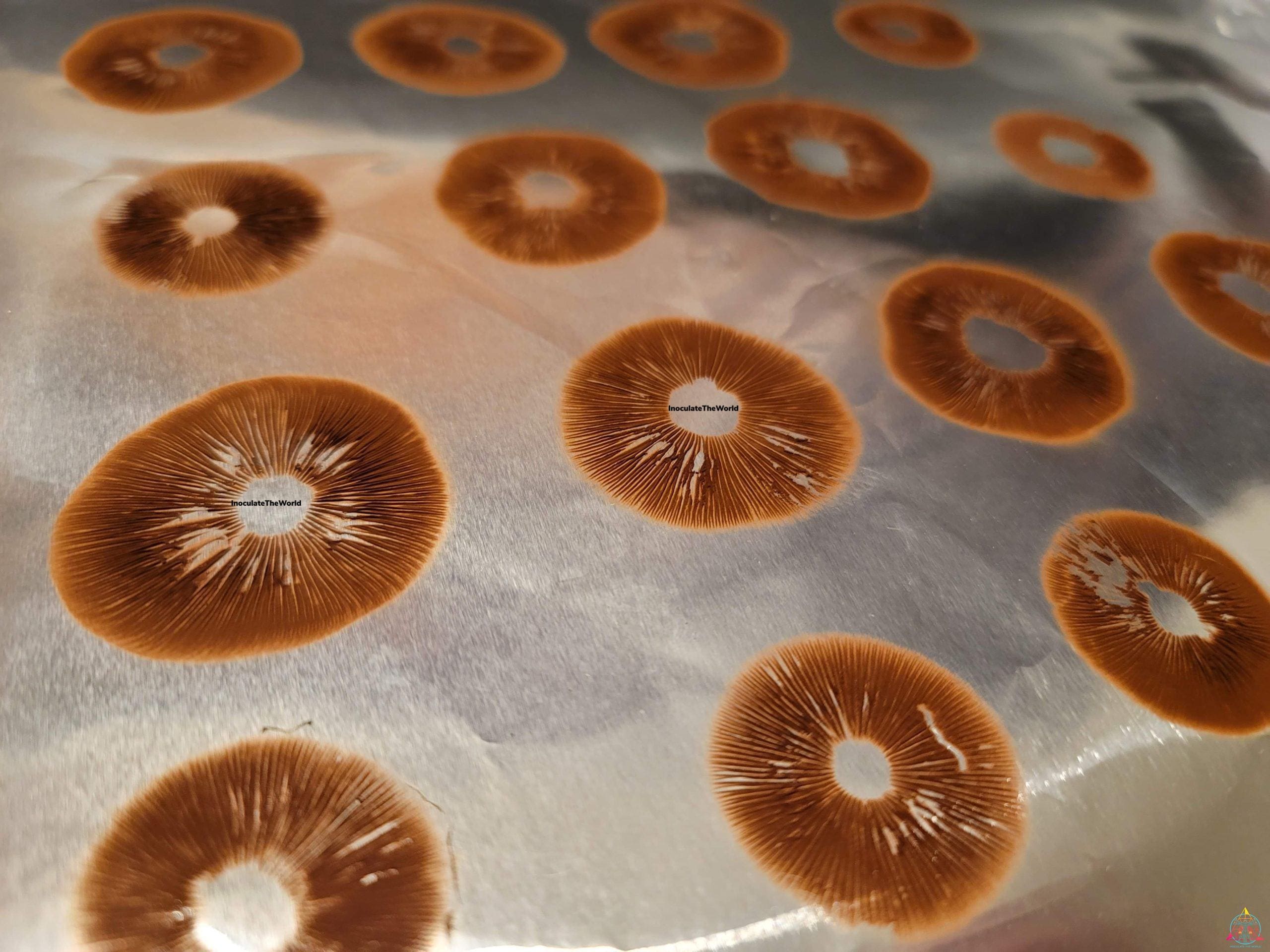 Mexican Red-Spore Cubensis Spore Swab - Image 2