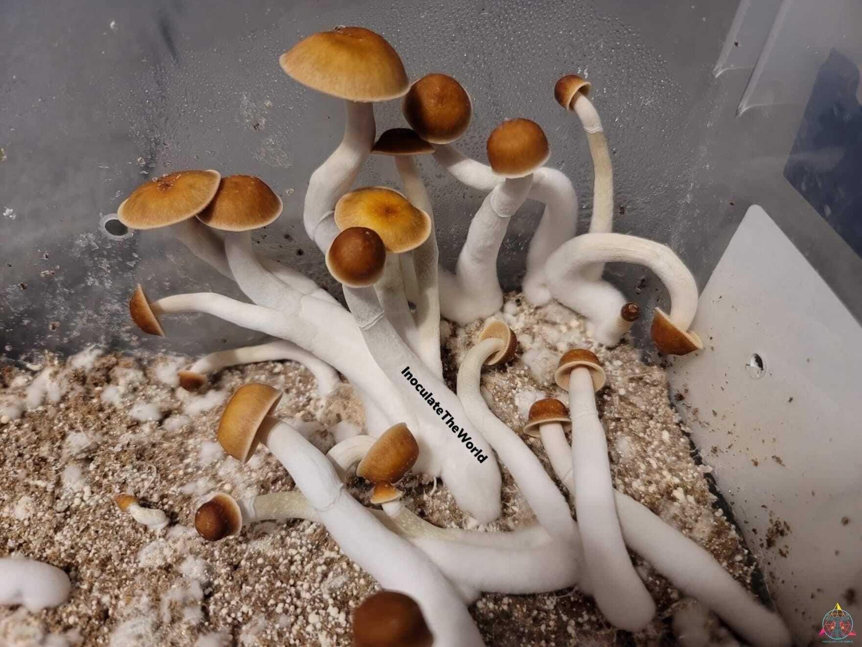 Mexican Red-Spore Cubensis Spore Swab - Image 3