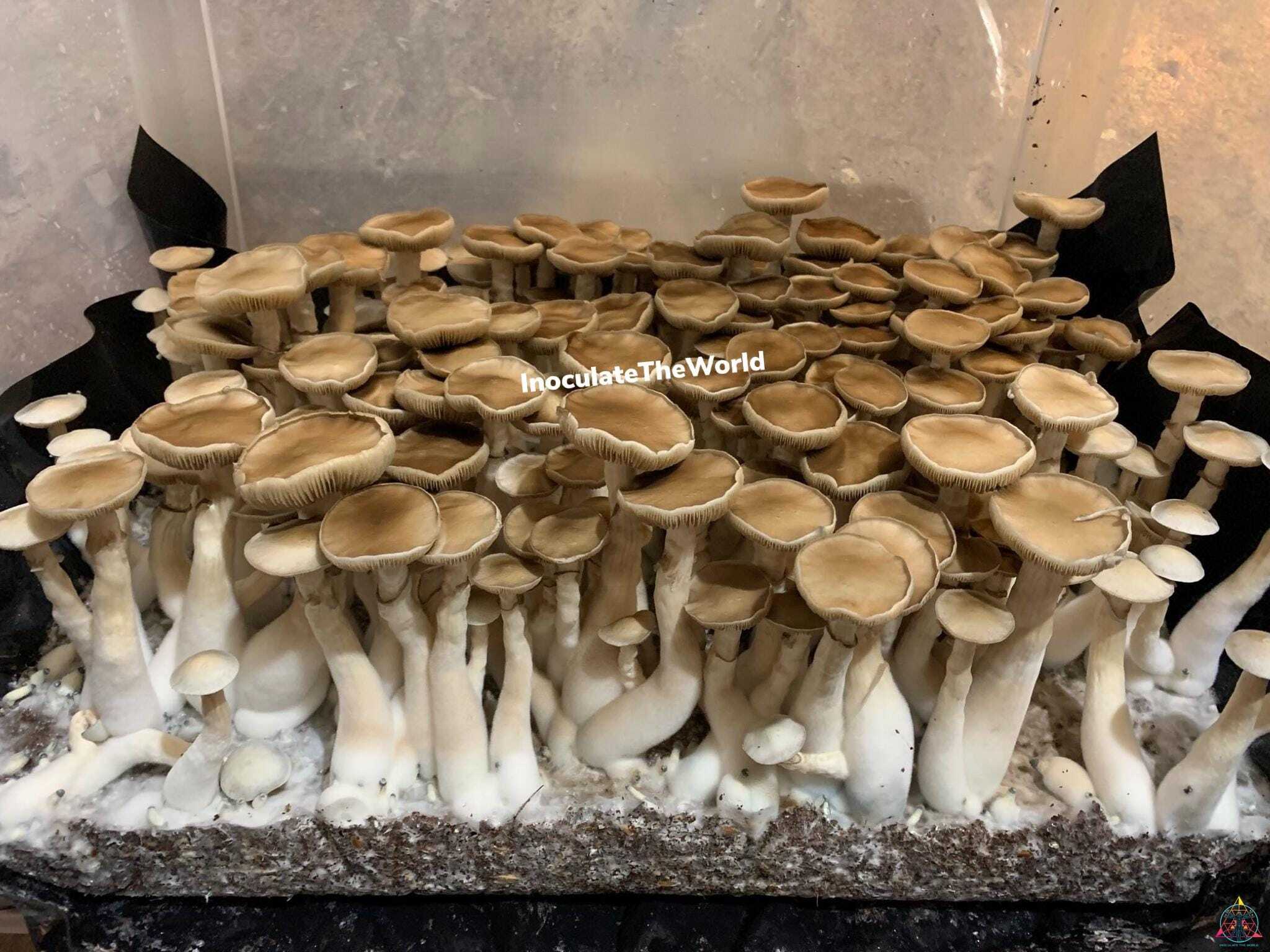 Rusty Melmac Revert Cubensis mushroom flush
