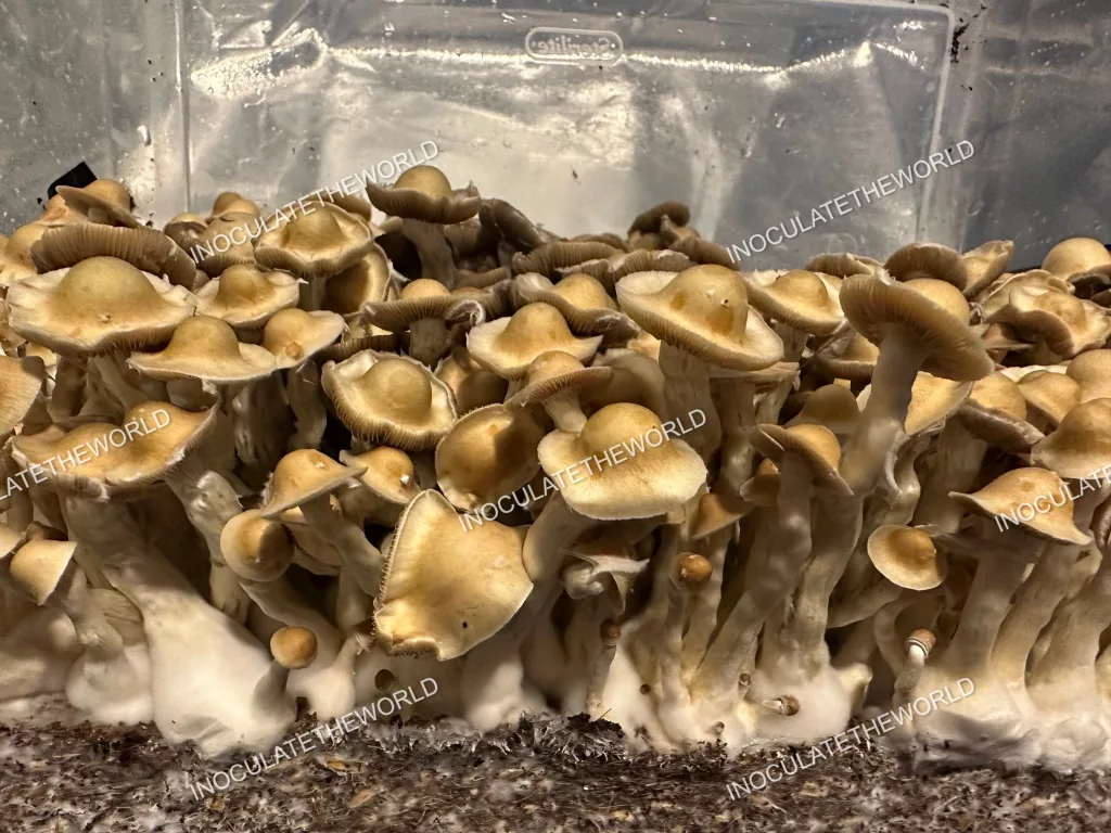 Sibu cubensis mushroom flush