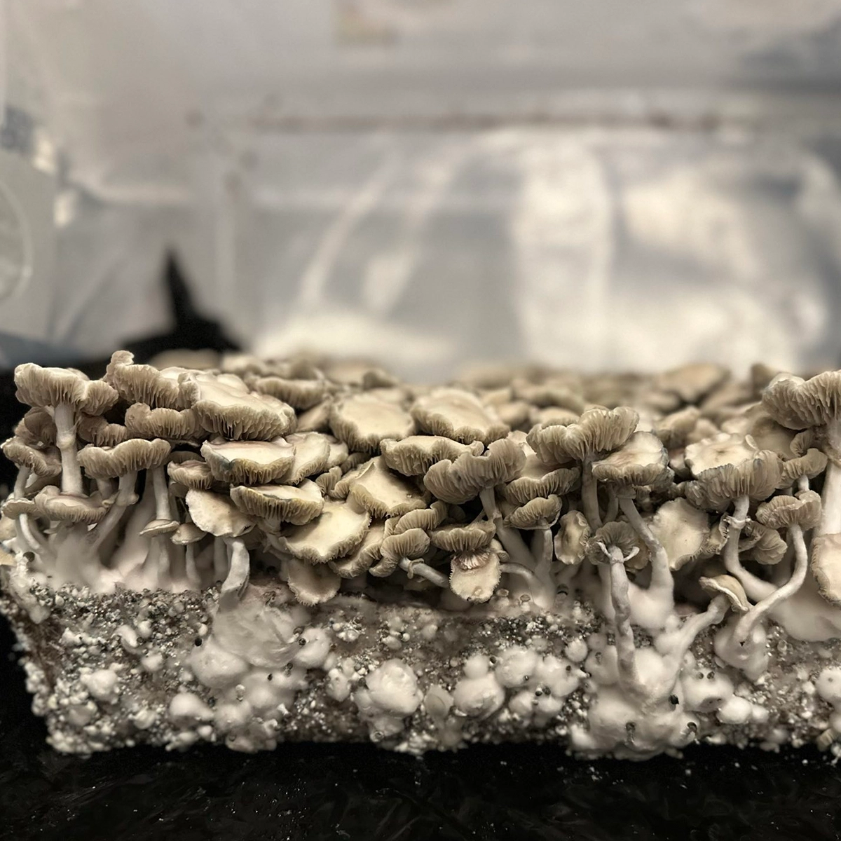 Large flush of leucistic burma cubensis mushrooms in a tub