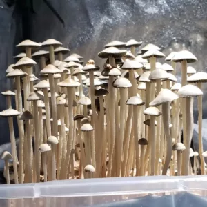 sideview of white panaeolus cyanescens mushrooms in tub