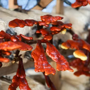 Large cluster of ganoderma lucidum mushrooms in a grow bag
